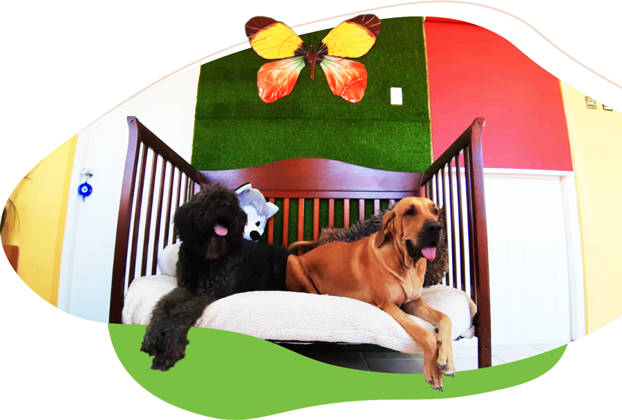 Services - Dog Hotel Aruba